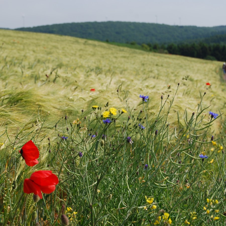 Luxembourg field with flowers