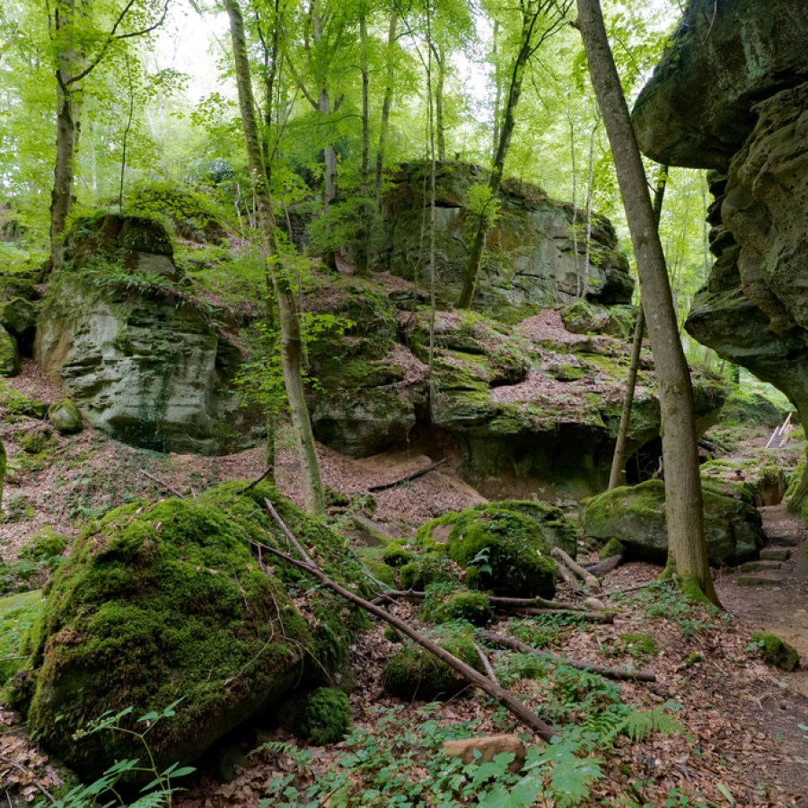 Forest and sandstone in the wolf's gorge canyons of Muellerthal in Luxembourg